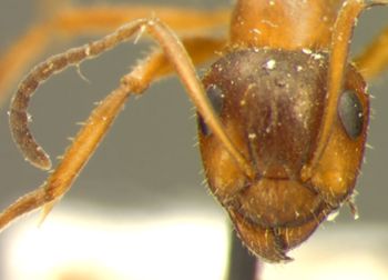 Media type: image; Entomology 33835   Aspect: head frontal view